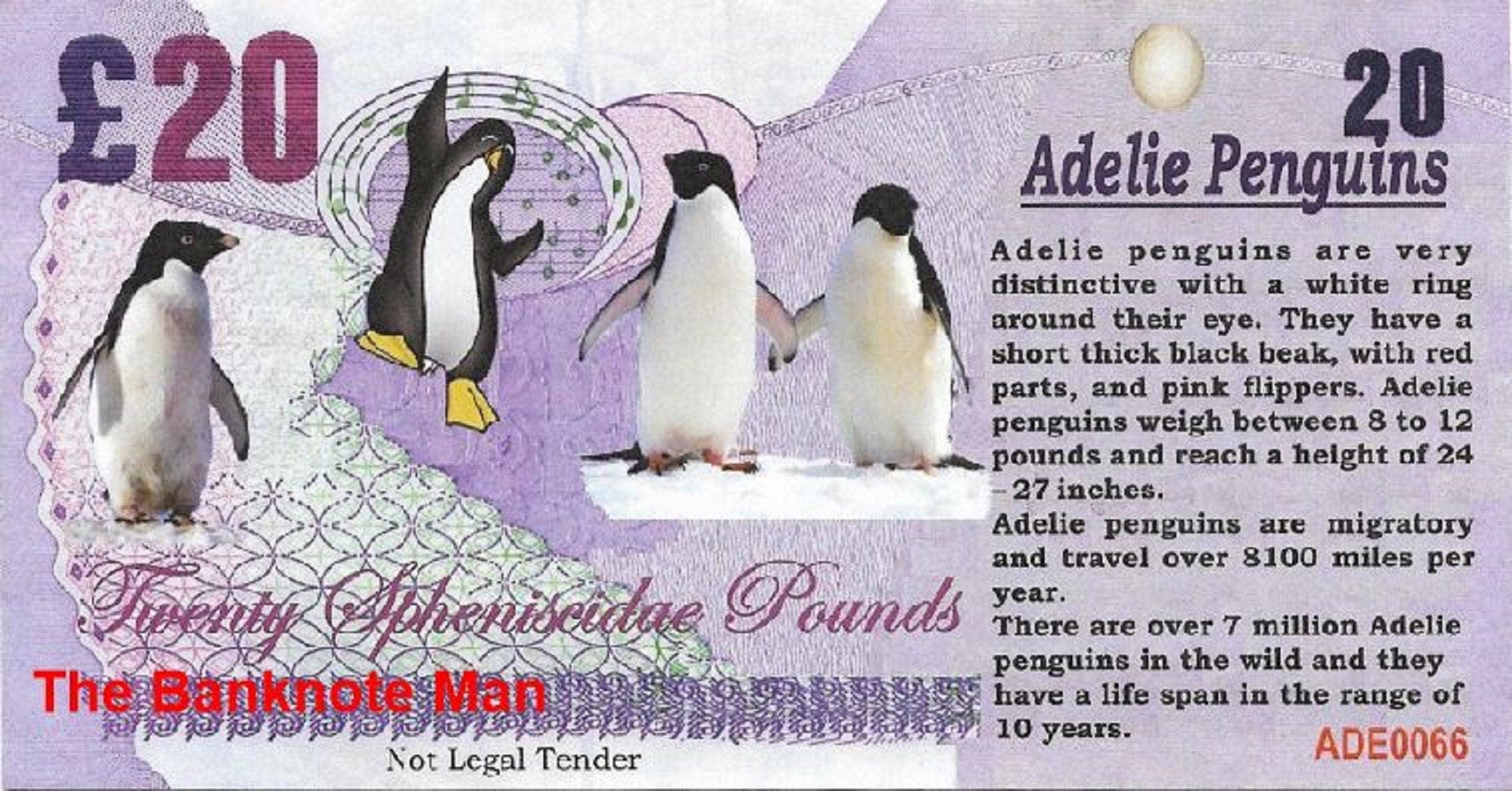 ADELIE PENGUIN - 20 Spheniscidae Pounds; A Banknote Man FANTASY Note