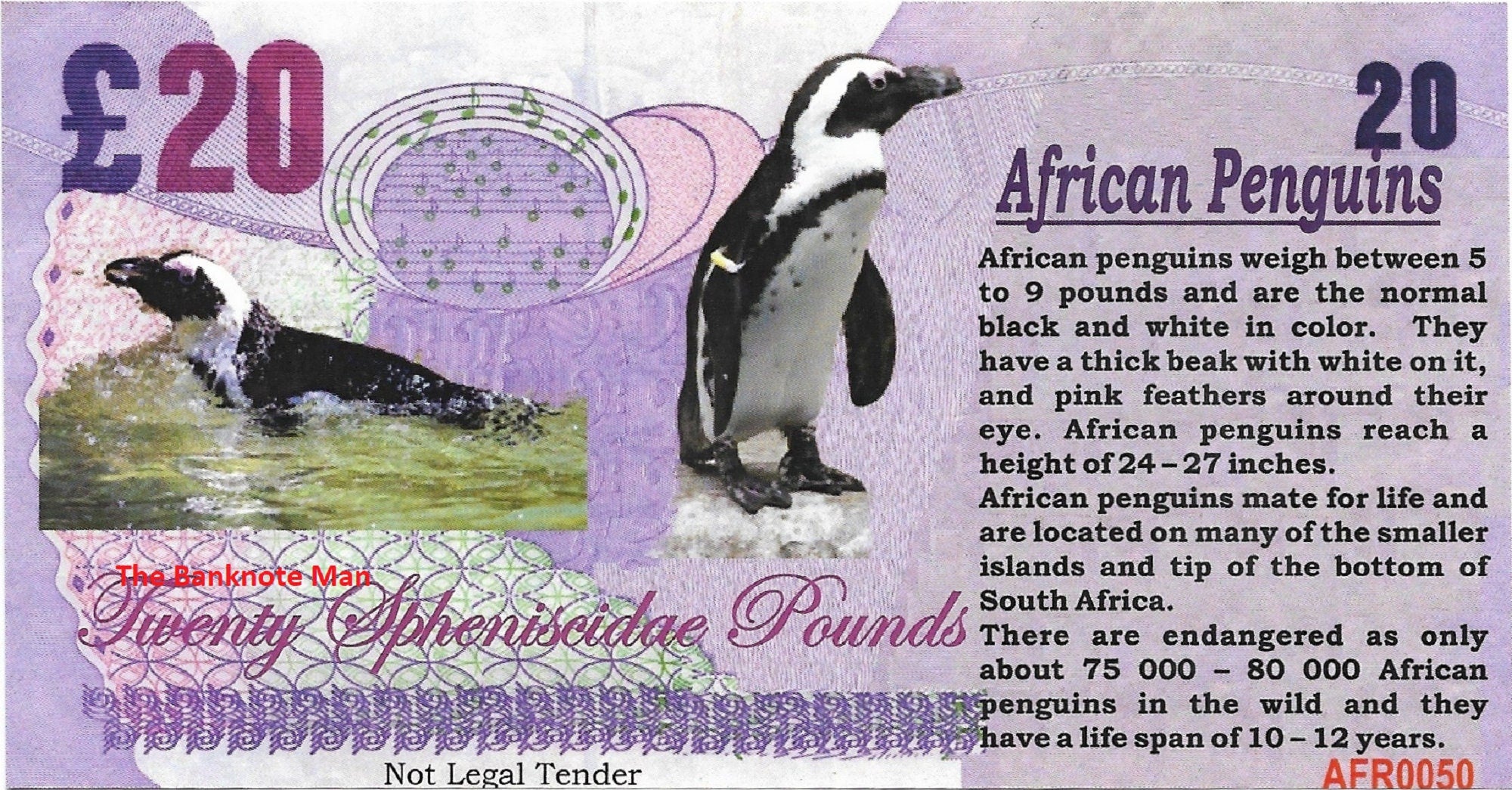 AFRICAN PENGUIN - 20 Spheniscidae Pounds; A Banknote Man FANTASY Note