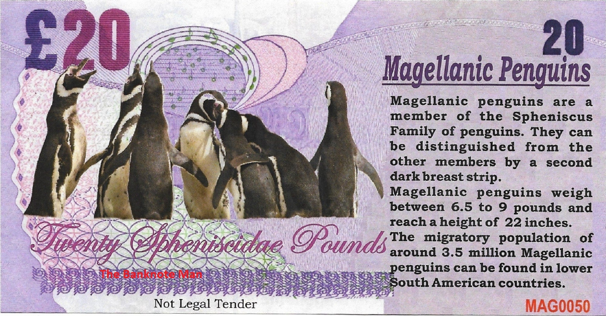 MAGELLANIC PENGUIN - 20 Spheniscidae Pounds; A Banknote Man Fantasy Note