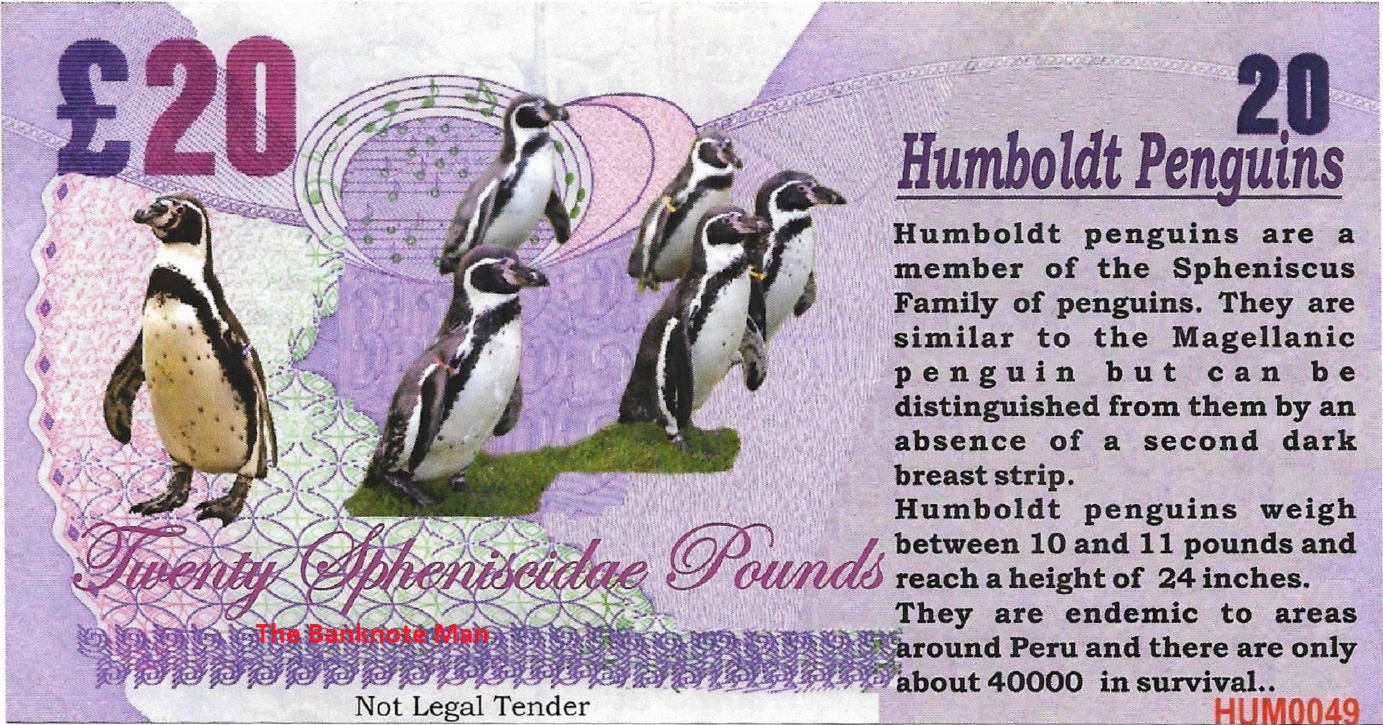 HUMBOLDT PENGUIN - 20 Spheniscidae Pounds; A Banknote Man Fantasy Note