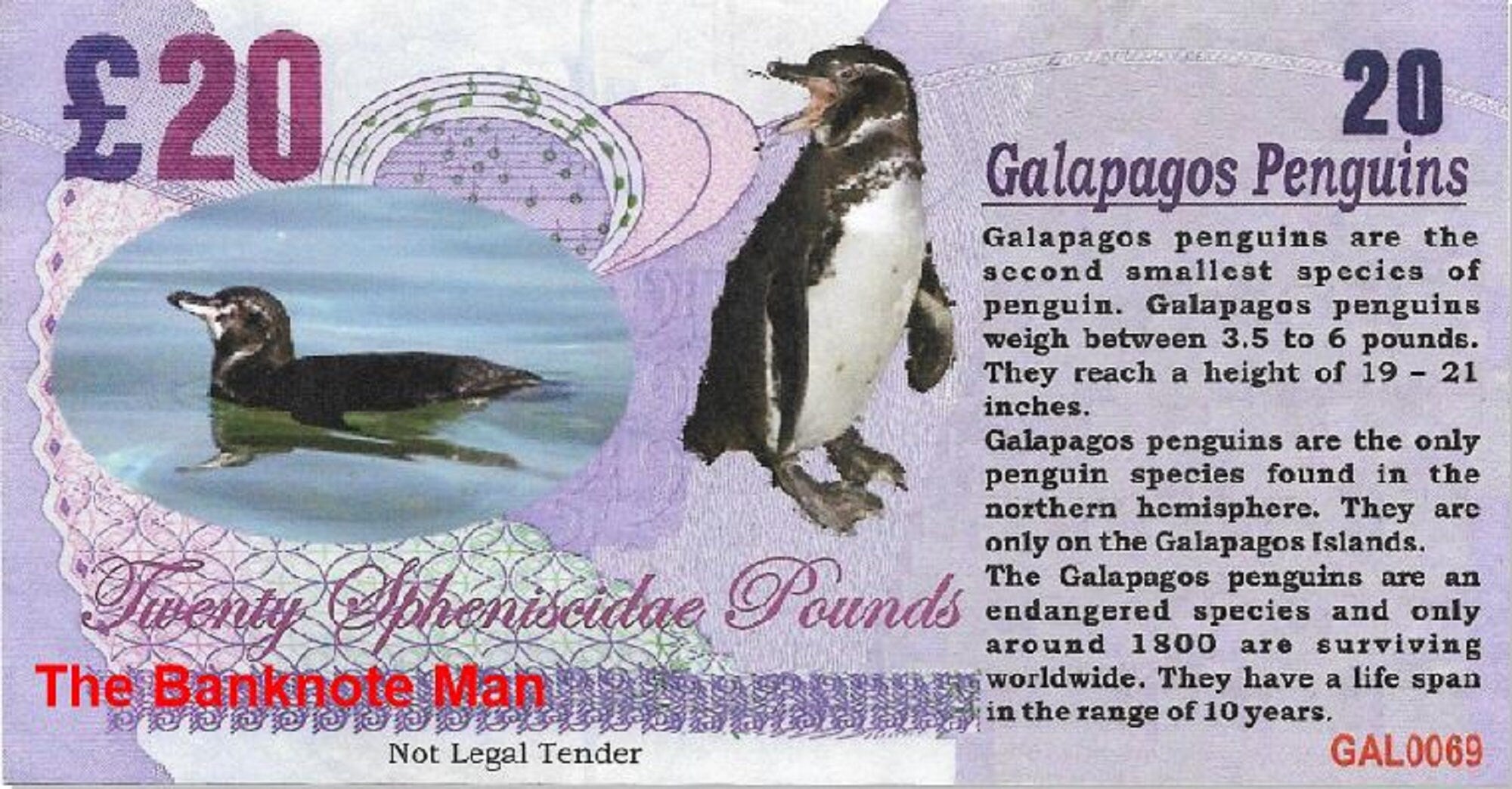 GALAPAGOS PENGUIN - 20 Spheniscidae Pounds; A Banknote Man FANTASY Note