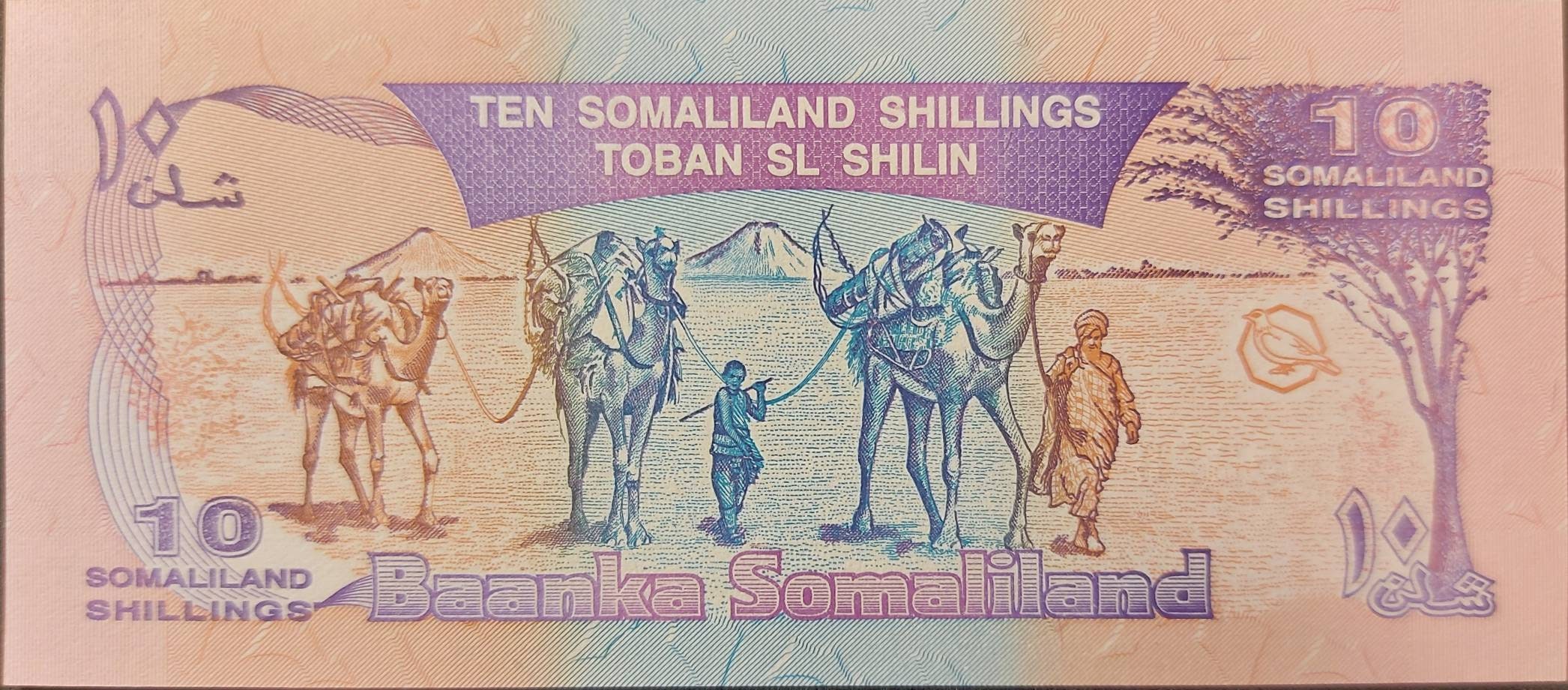 SOMALILAND 10 Shillings Banknote; P-2a, UNCIRCULATED from 1994; Featuring a Camel and Kadu