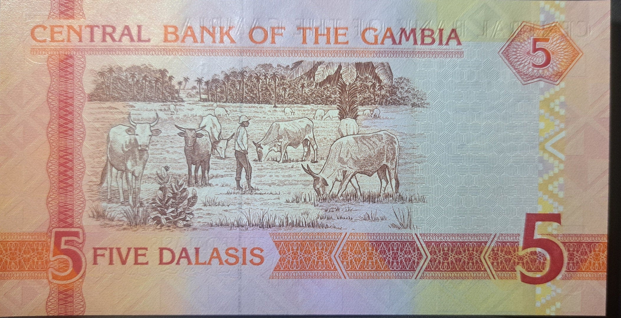 GAMBIA 5 Dalasis Banknote; P -25c from 2006, UNCIRCULATED; Featuring a Giant Kingfisher and Cattle