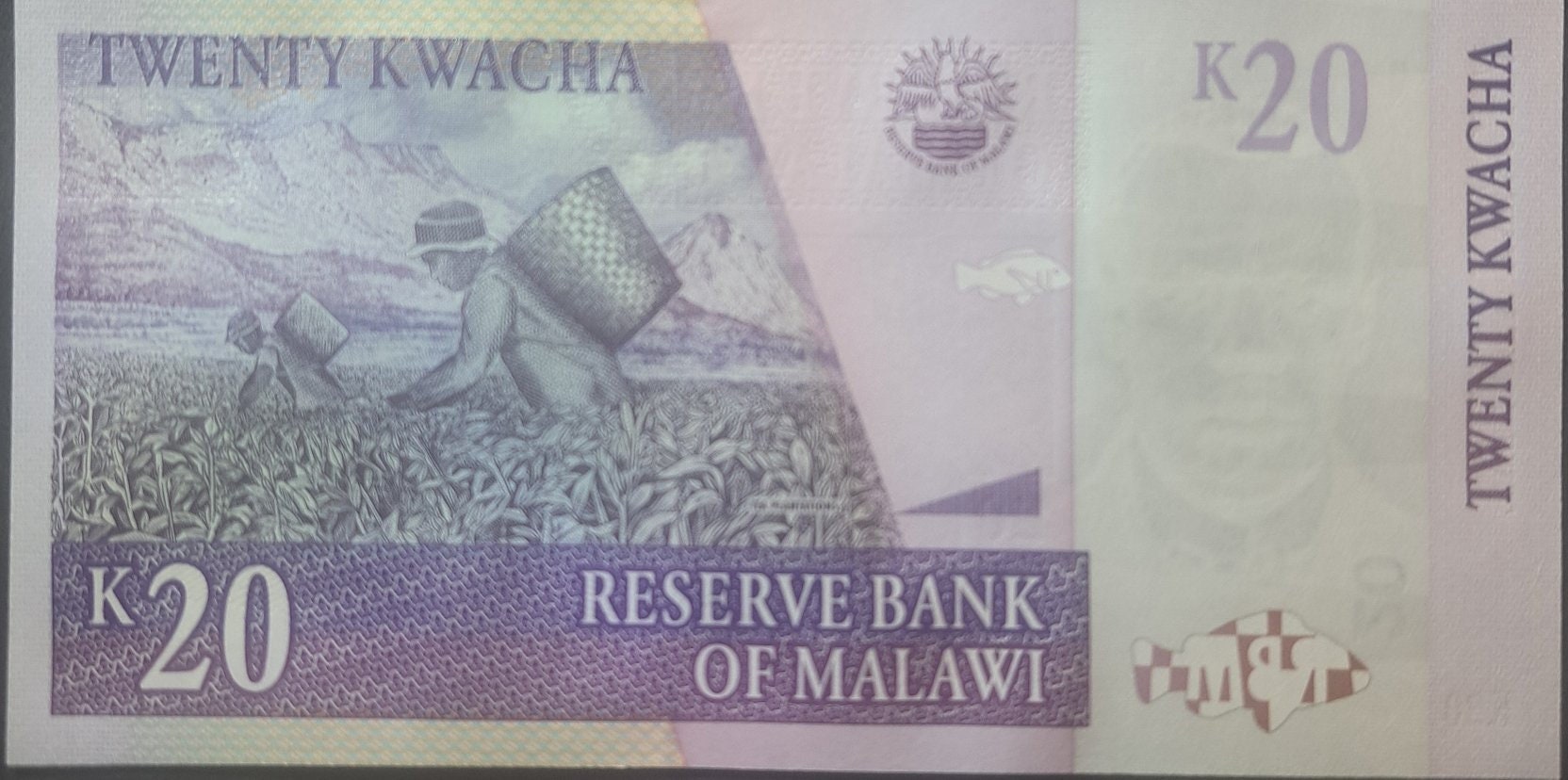 MALAWI 20 Kwacha banknote, P-52d, UNCIRCULATED; 2009, features FISH and Tea Plantation