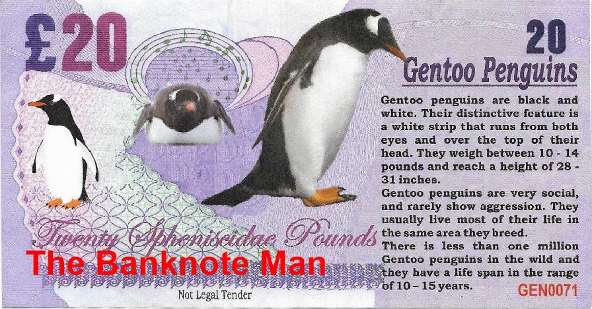GENTOO PENGUIN - 20 Spheniscidae Pounds; A Banknote Man FANTASY Note