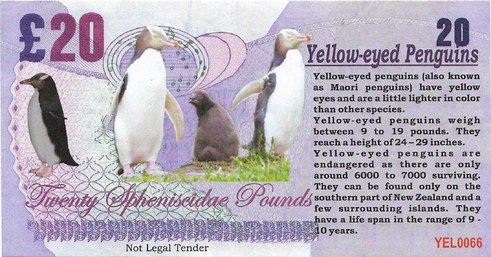 YELLOW-EYED PENGUIN - 20 Spheniscidae Pounds; A Banknote Man Fantasy Note