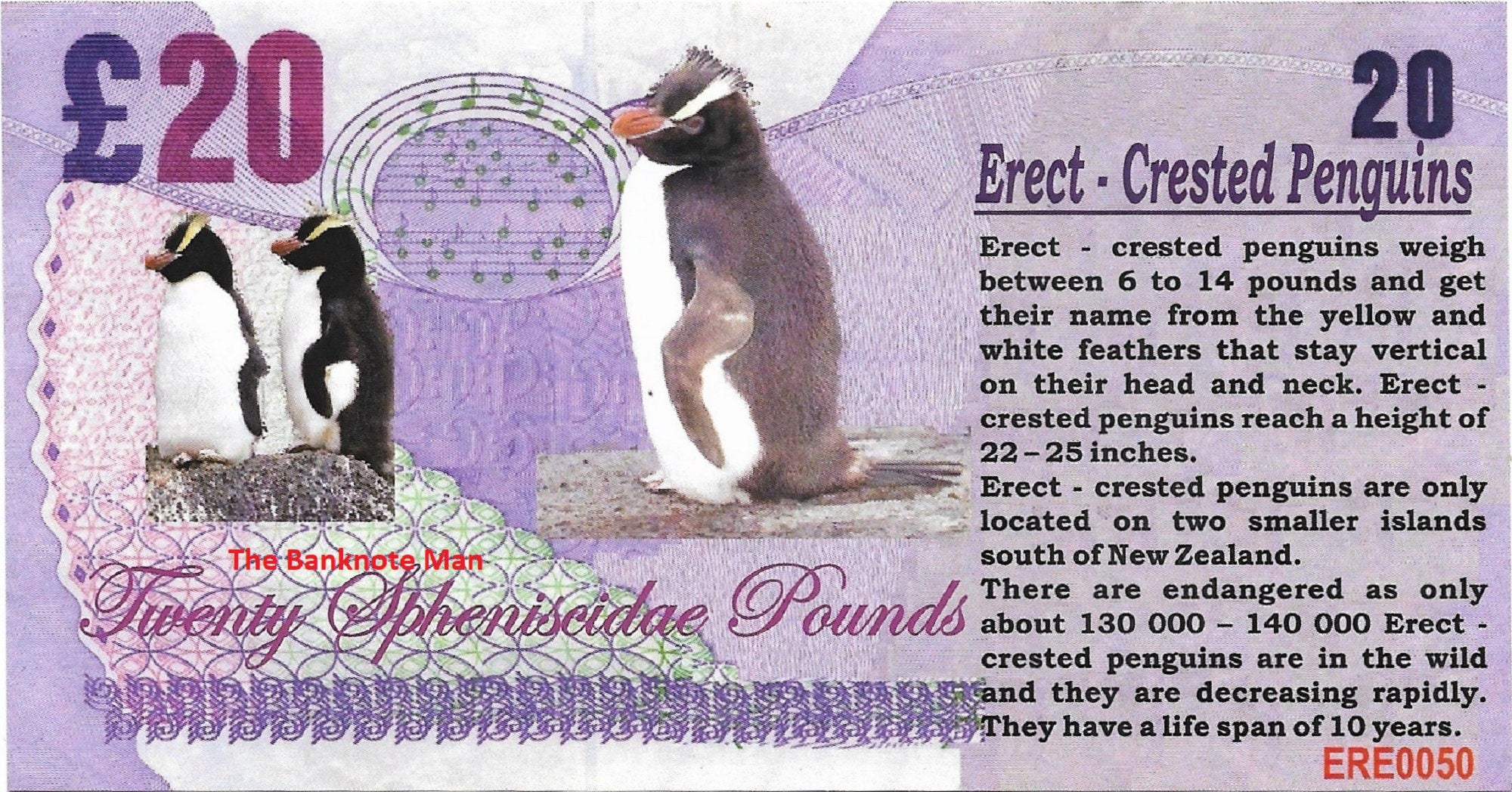 ERECT-CRESTED PENGUIN - 20 Spheniscidae Pounds; A Banknote Man Fantasy Note