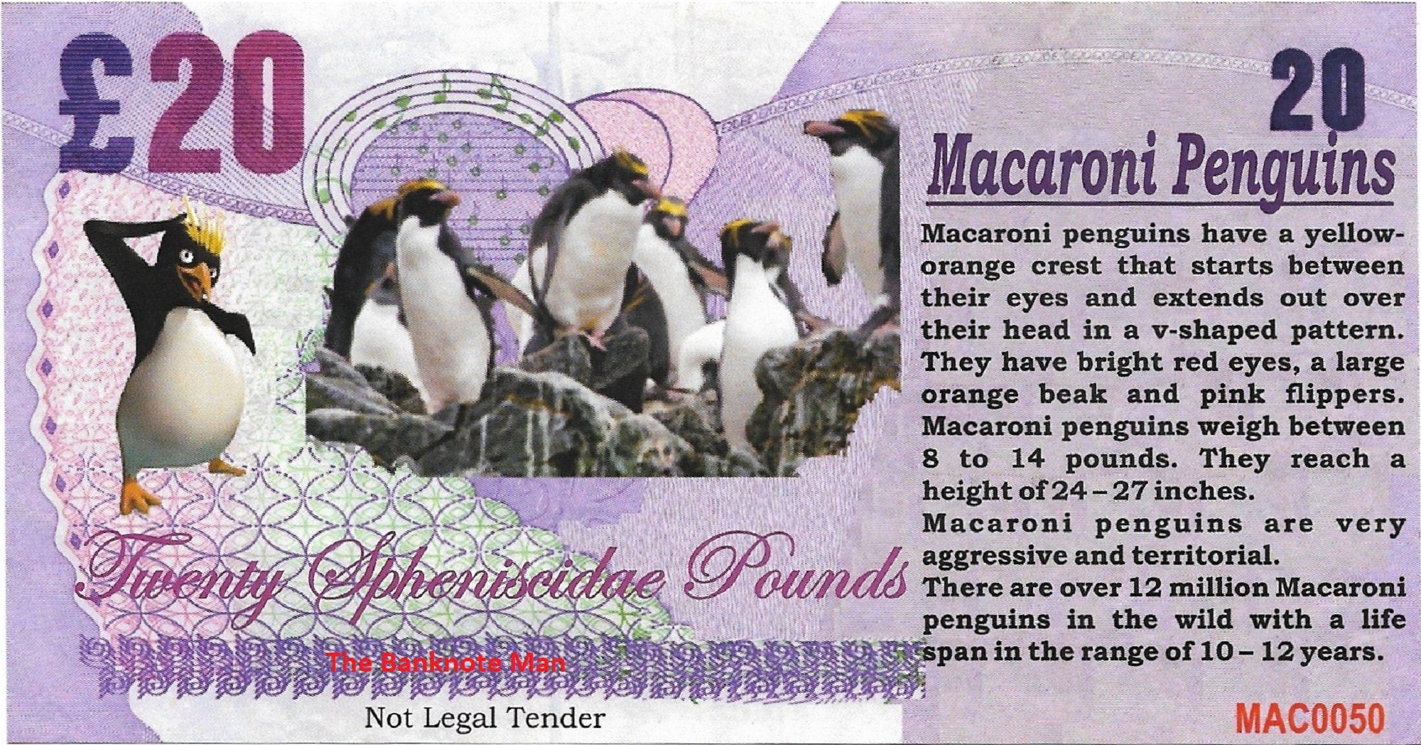 MACARONI PENGUIN - 20 Spheniscidae Pounds; A Banknote Man Fantasy Note