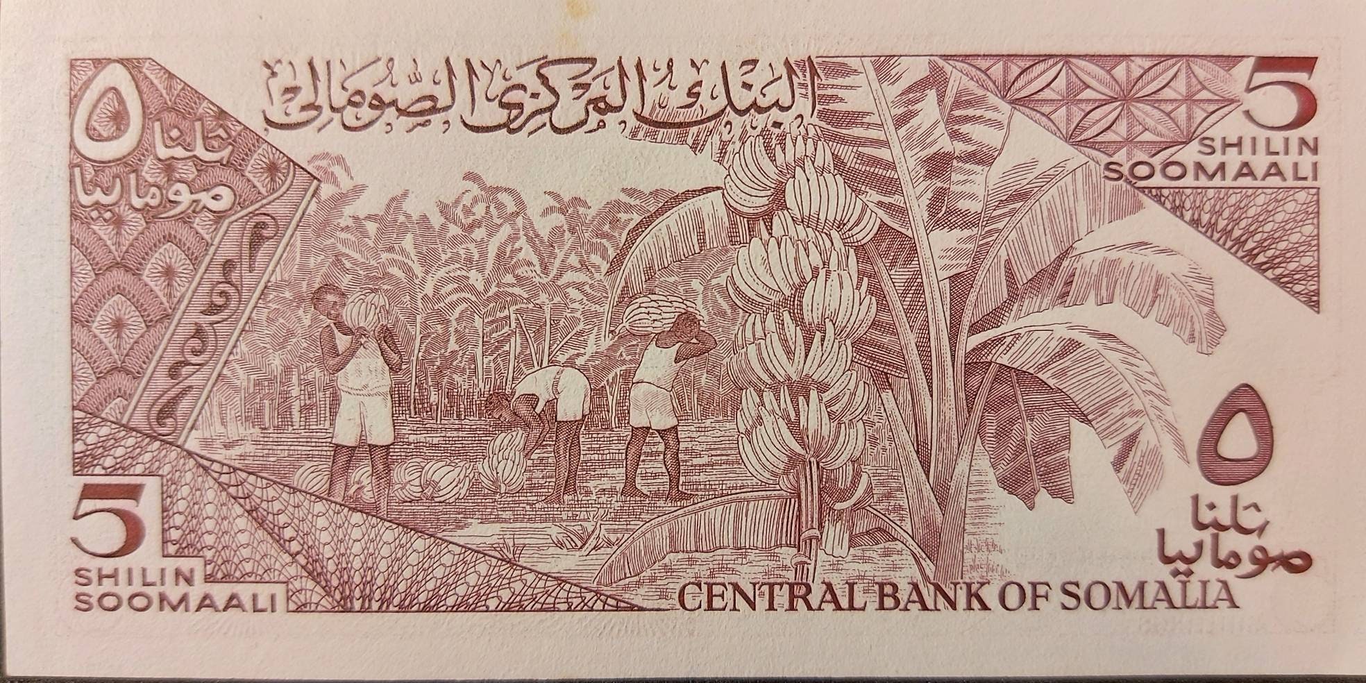 SOMALIA 5 Shillings, P-31c, UNCIRCULATED, 1987; features Water Buffalo and a Banana Plantation