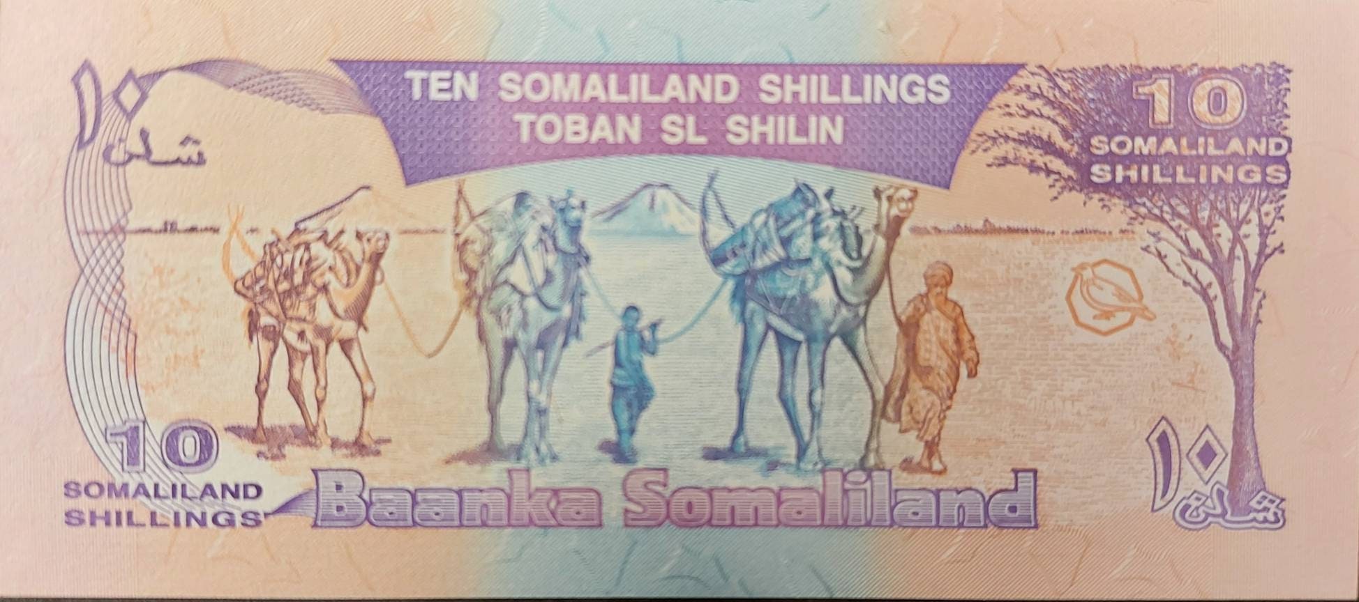 SOMALILAND  10 Shillings, P-2b, UNCIRCULATED, 1996; Featuring a Camel and Kadu