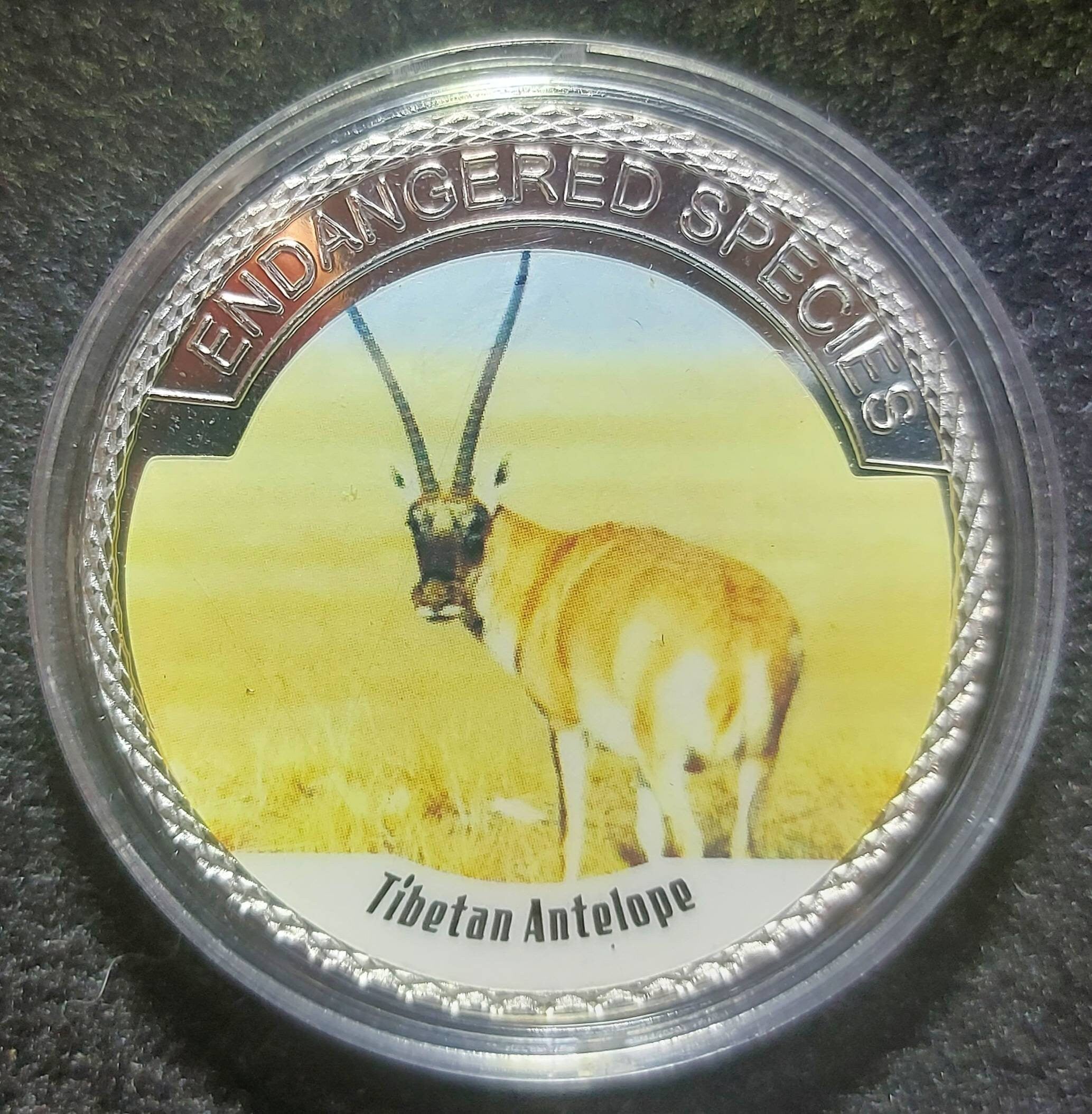 Silver Plated Coin ~ TIBETAN ANTELOPE ~ Endangered Species Series ~ 30 Grams In Capsule