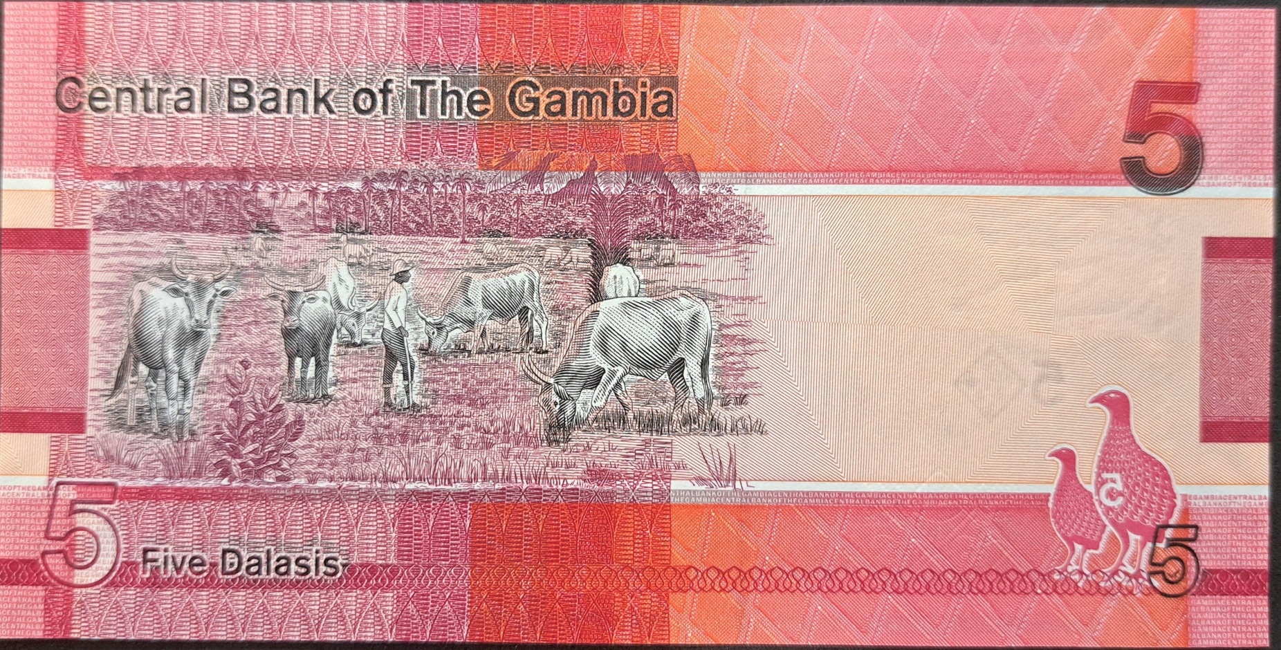 GAMBIA 5 Dalasis Banknote; B-235a, UNC; 2019; Featuring a Giant Kingfisher and Cattle