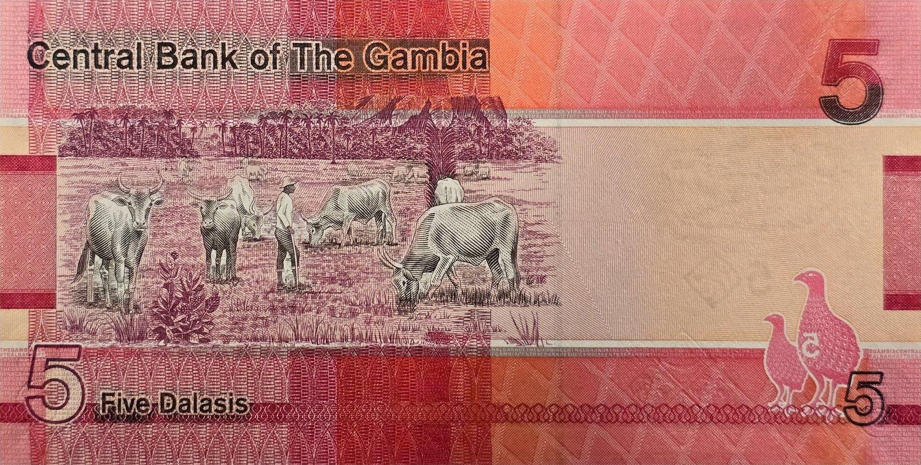 GAMBIA 5 Dalasis, B235c, UNCIRCULATED, 2023; Featuring a Giant Kingfisher and Cattle